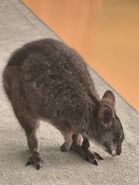 Warsztaty futerkowe